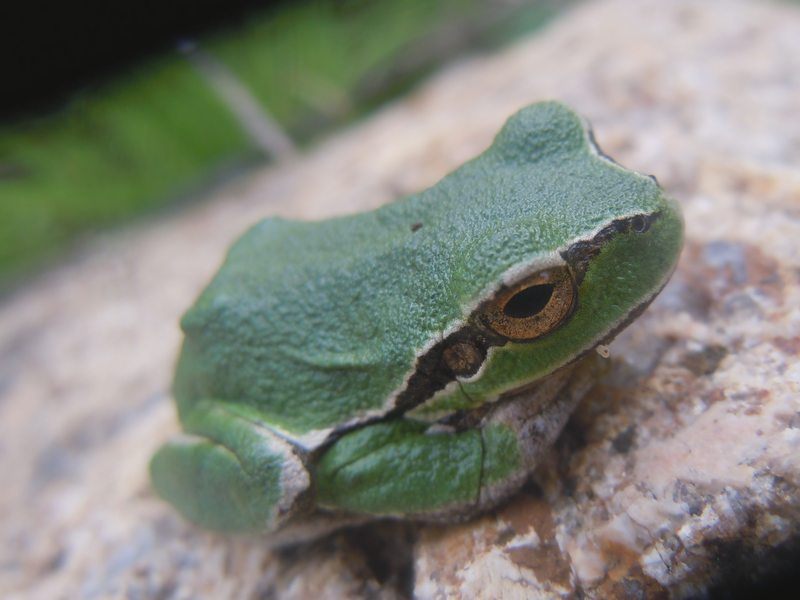 Hyla.... dalla Gallura - Hyla sarda